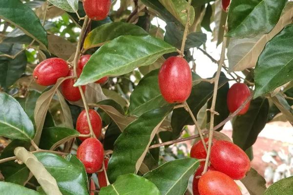 身无分文是什么生肖(身无分文是什么生肖动物) 身无分文是什么生肖(身无分文是什么生肖动物)